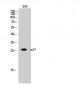 p27 Polyclonal Antibody